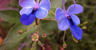 Image result for Clerodendrum buchneri