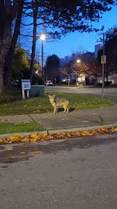 Coyote? in the early morning : rvancouver