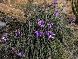 Image result for Xerophyta equisetoides