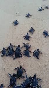 Animales Cute Baby Turtles Cute Animals Baby Sea Turtles