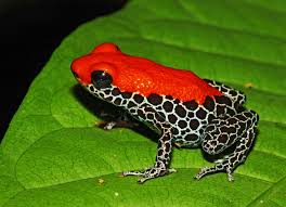 Frogs Are Really Cool Too Bad Humans Are Killing Them All Wired