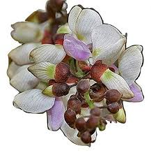 Image result for Millettia pinnata