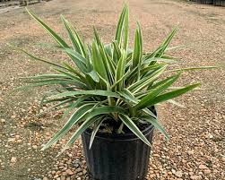 Image result for Dianella
