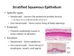 We did not find results for: Histology Study Of Cells Tissues And Organs As