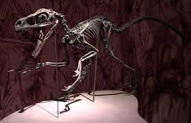 Handmade in britain, individually cast by highly skilled fossil preparator with 11 years experience working with real. Bambiraptor Wikipedia