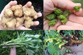 Some plants grow well in a variety of climates, but others need very specific conditions. 30 Perennial Vegetables We Grow On Our Permaculture Homestead