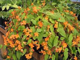 Image result for Vernonia sutherlandii