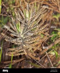 Image result for Bryophyllum tubiflorum
