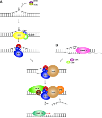 Ner extraction is the first step in answering questions, retrieving information and topic modeling. Overview Of The Ner Pathway A Gg Ner Pathway Recognition Of A Download Scientific Diagram