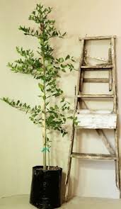 Image result for Apodytes