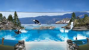 Wikie hat die laute nämlich nicht im wasser, sondern mit dem kopf über wasser gehört und nachgeahmt. Seaworld Stellt Zuchtprogramm Ein Kunftig Keine Orcas Mehr In Den Parks