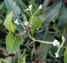 Image result for Persicaria strigosa