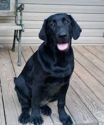 Maybe you would like to learn more about one of these? Labrador Retriever Puppies Akc Ofa Lab Pups For Sale In Clinton North Carolina Classified Americanlisted Com