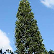 Image result for Araucaria columnaris