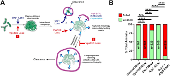 Animal cell lacks cell wall, plastids and vacuoles and having plasma membrane contains cytoplasm and cell organelles like mitochondria, golgi bodies, endoplasmic reticulum, nucleus, ribosomes, lysosomes, also contains enzymes and proteins. Mitochondrial Fission Integrity And Completion Of Mitophagy Require Separable Functions Of Vps13d In Drosophila Neurons Biorxiv