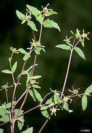 Image result for Sigesbeckia