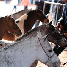 ABCC Pônei - Assoc. Brasileira dos Criadores de Pônei - Home