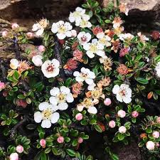 Image result for Cotoneaster microphyllus