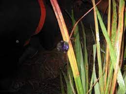 Nah, berikut ini tips mudah atasi baterai smartphone yang bocor. Batu Serai Youtube