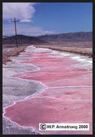 Salt flat tx real estate & homes for sale. California S Pink Salt Lakes