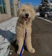 Image result for Komondor
