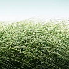 Pin By Red Tree Studio By Kim Paige On Zen Grass Textures Amazing Gardens Grass
