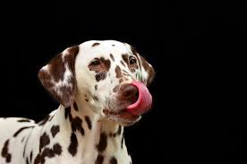 Free Image On Pixabay Dog Dalmatians Pet Dog Breed Pets Dogs Breeds Pet Dogs Dalmatian Dogs