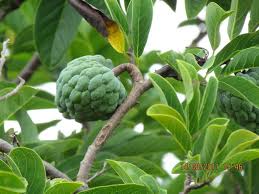 Image result for Annona squamosa