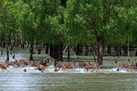 Tanpa kita sadari kawasan hutan bakau berperan besar terhadap lingkungan dan sosial. Menjelajahi Sundarbans Hutan Mangrove Terbesar Yang Ada Di Dunia Semua Halaman National Geographic