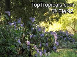 Image result for Bartlettina