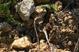 Check spelling or type a new query. Terroir Montenidoli