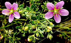 Image result for Fagonia isotricha