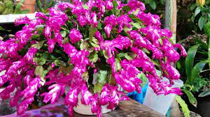Make sure the plants are receiving adequate sunlight throughout the year and are kept in a bright location how to get a holiday cactus to bloom. Thanksgiving Christmas Easter Cactus Bloom Encouragement Youtube