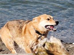 The four cycles of dog heat in female dogs. Heat And Aggression Dog In Heat Diarrhea In Dogs Female Dog In Heat