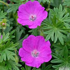 Image result for Geranium sanguineum Max Frei