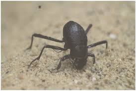 Namib desert difference in sex: Biomimetics Free Full Text Importance Of Body Stance In Fog Droplet Collection By The Namib Desert Beetle