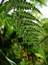 Image result for Rumohra adiantiformis