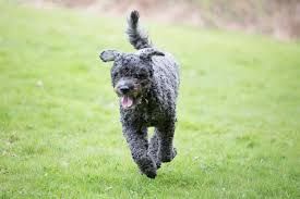 Today, the bouvier des flandres acts as a farm dog, family friend, protector, shepherd, and guide dog for the blind or hearing impaired. Bouvier Des Flandres Opis Charakter Cena Porady