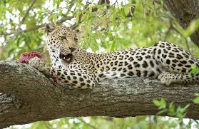 Mike Culley LBIPP, LRPS, LMPA Wildlife Photographer