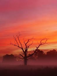 枯樹的一年四季 夢幻風景全都拍 digiphoto 用鏡頭享受生命 seasons one tree sunset