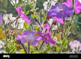 Image result for Petunia axillaris