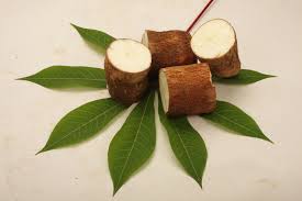Image result for Cassava leaves