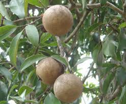Image result for Manilkara zapota