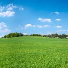 A Field Of Grass Grass Grass Meaning Short Plants