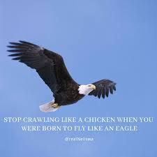 تويتر Rebuildeswatini Mnotfo Neliswa على تويتر Stop Walking Like A Chicken When You Were Made To Fly Like An Eagle You Are Wired For Extraordinary Accomplishments You Are An Eagle