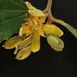 Image result for Grewia holstii