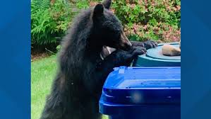 Animal control officers are on duty or on call at all times. Bear Sightings In Montgomery County Maryland Wusa9 Com