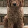 Look at pictures of goldendoodle puppies who need a home. 1