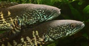 Cukup mudah untuk merawat ikan ini, dan kalian bisa menyampurkannya dengan jenis ikan lain yang ukuran tubuhnya sama, atau lebih besar sedikit. Ikan Gabus Cara Merawat Budidaya Pakan Harga Jual Lengkap