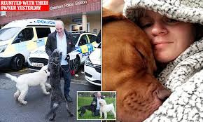 Cookie and Shadow are FINALLY free: Broadcaster Glen Oglaza's beloved  labradoodles bound into his arms